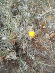 Senecio filaginoides