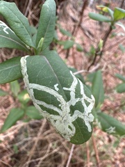 Phytomyza lonicerae