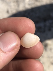 Tellinidae
