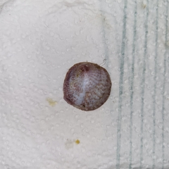 Crepipatella dilatata