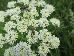 Anogcodes seladonius