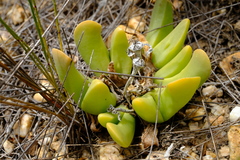 Gibbaeum esterhuyseniae