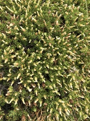 Baccharis magellanica