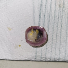 Crepipatella dilatata