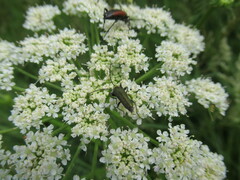 Anogcodes seladonius