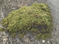 Baccharis magellanica