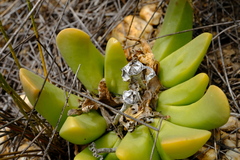 Gibbaeum esterhuyseniae