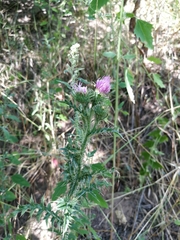 Carduus acanthoides