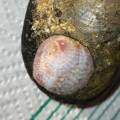 Crepipatella dilatata