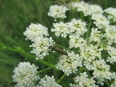 Anogcodes seladonius