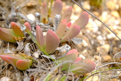 Gibbaeum esterhuyseniae