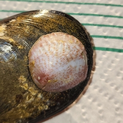 Crepipatella dilatata