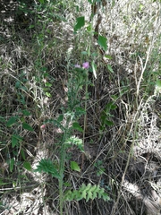 Carduus acanthoides