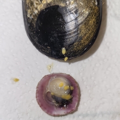 Crepipatella dilatata