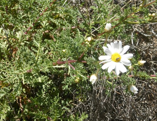 Argyranthemum adauctum (Argyranthemum adauctum)