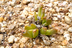 Gibbaeum esterhuyseniae