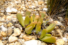 Gibbaeum esterhuyseniae