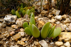Gibbaeum esterhuyseniae
