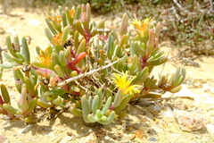 Malephora lutea