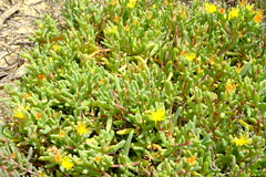 Malephora lutea
