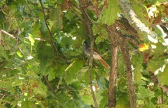 Terpsiphone viridis granti