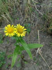 Pentanema britannica