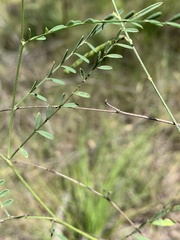 Tephrosia juncea
