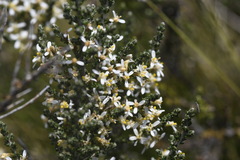 Olearia algida