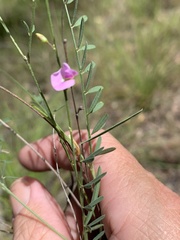 Tephrosia juncea