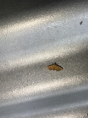 Cnaphalocrocis medinalis