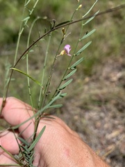 Tephrosia juncea