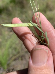 Tephrosia juncea