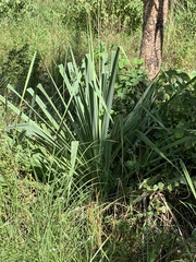 Pandanus brookei