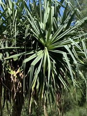 Pandanus brookei