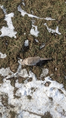 Streptopelia decaocto