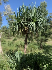 Pandanus brookei