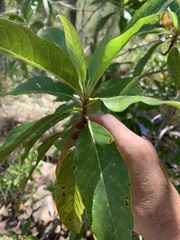 Planchonella pohlmaniana