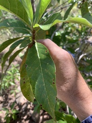 Planchonella pohlmaniana