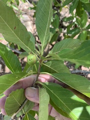 Planchonella pohlmaniana
