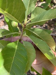 Planchonella pohlmaniana