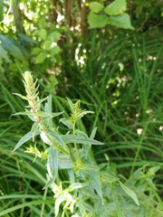 Lythrum salicaria