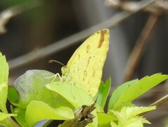 Eurema hecabe