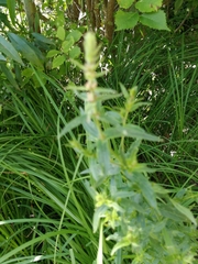 Lythrum salicaria