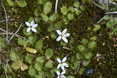 Lobelia surrepens