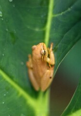 Hyperolius substriatus