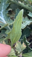 Salvia farinacea