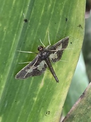 Hydriris