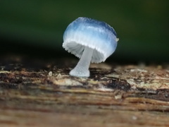 Mycena interrupta