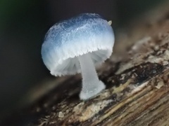 Mycena interrupta