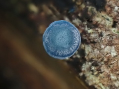 Mycena interrupta
